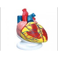 CORAÇÃO AMPLIADO ANATOMIC TZJ-0321-B